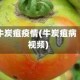 牛炭疽疫情(牛炭疽病视频)