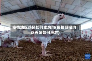 疫情地区鸡场如何卖鸡肉(疫情期间肉鸡养殖如何应对)