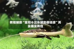 教程辅助“皇冠十三水辅助器链接”其实确实有挂
