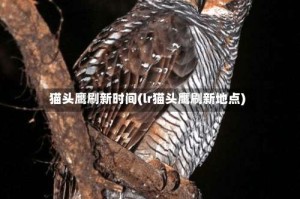 猫头鹰刷新时间(lr猫头鹰刷新地点)