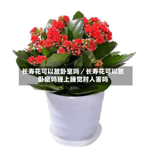 长寿花可以放卧室吗/长寿花可以放卧室吗晚上睡觉对人害吗-第1张图片