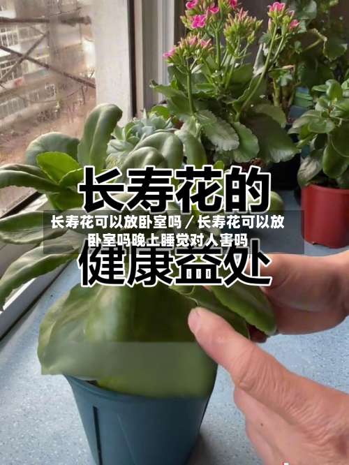 长寿花可以放卧室吗/长寿花可以放卧室吗晚上睡觉对人害吗-第3张图片