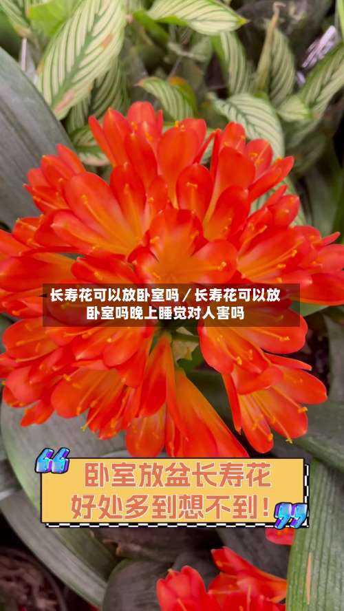 长寿花可以放卧室吗/长寿花可以放卧室吗晚上睡觉对人害吗-第2张图片