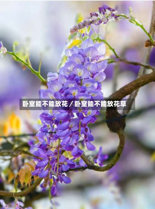 卧室能不能放花/卧室能不能放花草-第1张图片