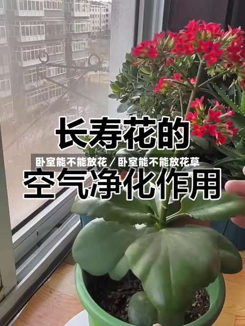 卧室能不能放花/卧室能不能放花草-第2张图片