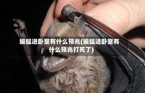 蝙蝠进卧室有什么预兆(蝙蝠进卧室有什么预兆打死了)-第1张图片