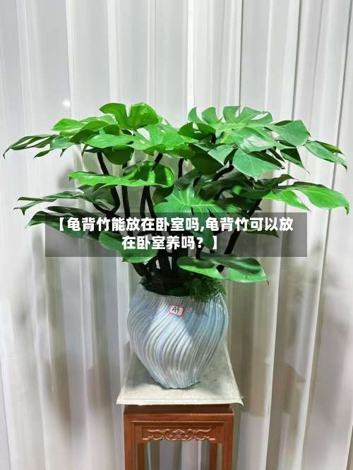 【龟背竹能放在卧室吗,龟背竹可以放在卧室养吗?】-第1张图片