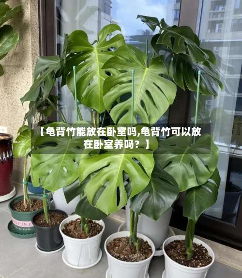 【龟背竹能放在卧室吗,龟背竹可以放在卧室养吗?】-第2张图片