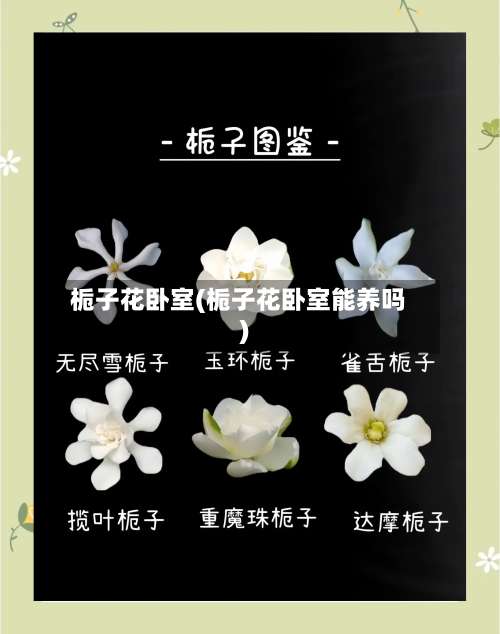 栀子花卧室(栀子花卧室能养吗)-第3张图片