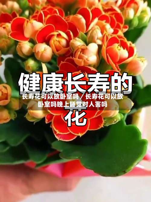 长寿花可以放卧室吗／长寿花可以放卧室吗晚上睡觉对人害吗-第1张图片