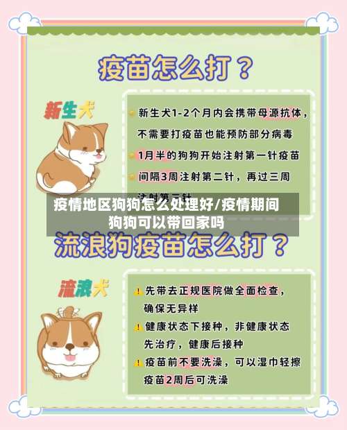 疫情地区狗狗怎么处理好/疫情期间狗狗可以带回家吗-第2张图片