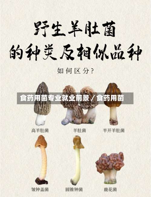 食药用菌专业就业前景／食药用菌-第1张图片