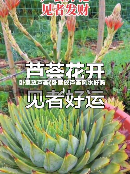 卧室放芦荟(卧室放芦荟风水好吗)-第2张图片