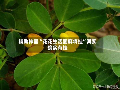 辅助神器“花花生活圈麻将挂”其实确实有挂-第3张图片