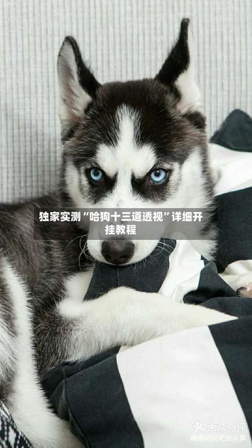 独家实测“哈狗十三道透视	”详细开挂教程-第1张图片