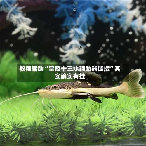 教程辅助“皇冠十三水辅助器链接”其实确实有挂-第1张图片