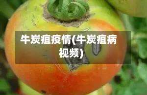 牛炭疽疫情(牛炭疽病视频)-第1张图片