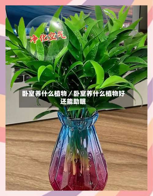 卧室养什么植物／卧室养什么植物好还能助眠-第1张图片