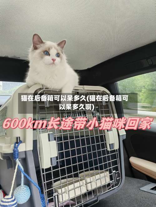 猫在后备箱可以呆多久(猫在后备箱可以呆多久啊)-第1张图片