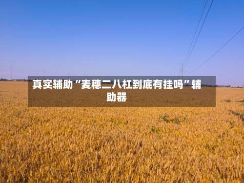 真实辅助“麦穗二八杠到底有挂吗”辅助器-第2张图片