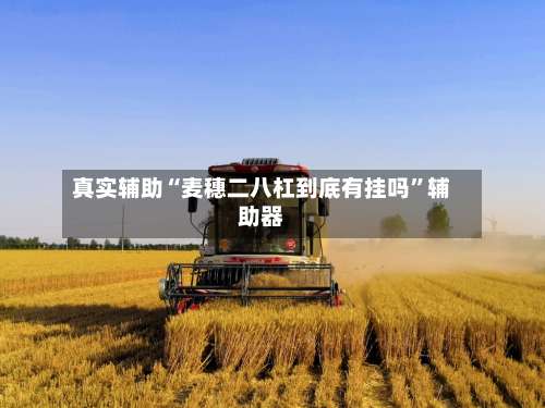真实辅助“麦穗二八杠到底有挂吗”辅助器-第3张图片