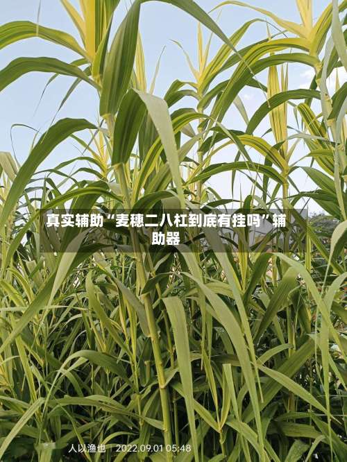 真实辅助“麦穗二八杠到底有挂吗	”辅助器-第1张图片