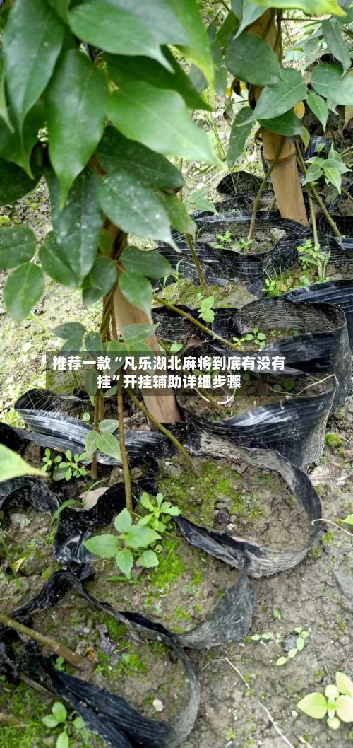 推荐一款“凡乐湖北麻将到底有没有挂”开挂辅助详细步骤-第1张图片