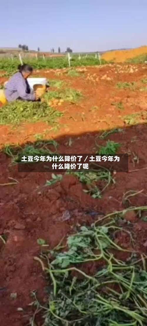 土豆今年为什么降价了/土豆今年为什么降价了呢-第1张图片
