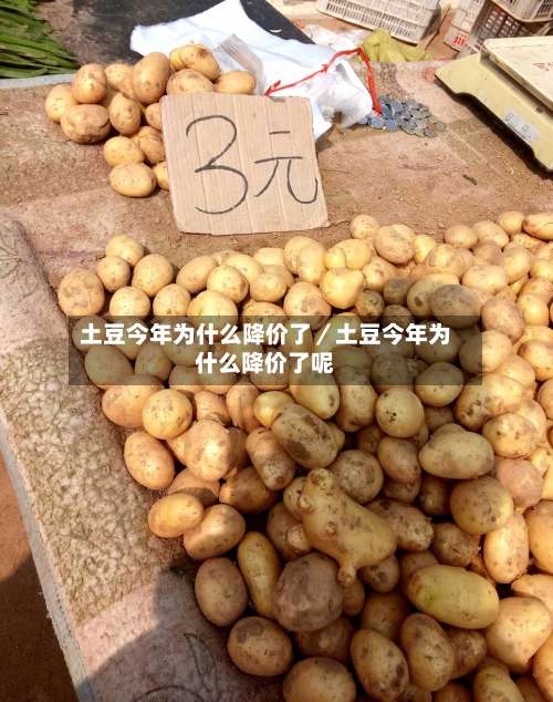 土豆今年为什么降价了/土豆今年为什么降价了呢-第3张图片
