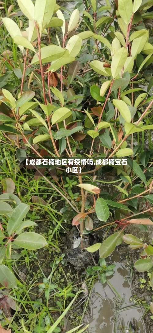 【成都石楠地区有疫情吗,成都楠宝石小区】-第3张图片
