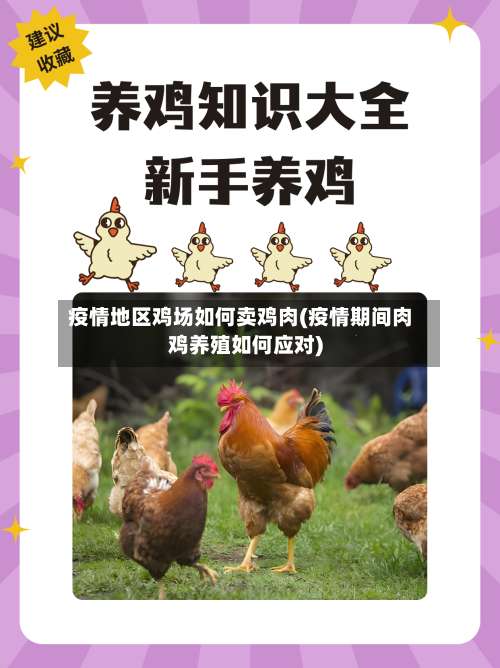 疫情地区鸡场如何卖鸡肉(疫情期间肉鸡养殖如何应对)-第3张图片
