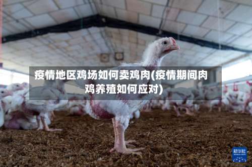 疫情地区鸡场如何卖鸡肉(疫情期间肉鸡养殖如何应对)-第1张图片